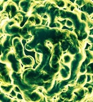 Cruise Ship Norovirus