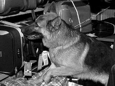 Bermuda Drug Dogs - Cruise Ship Marijuana