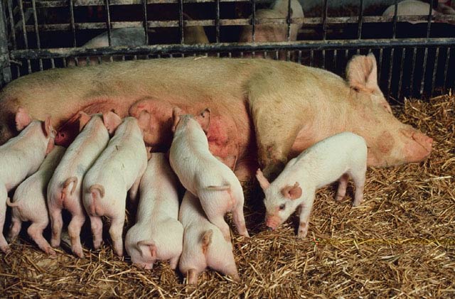 Cruise Ship Passengers - Crime Victims - Hogs Get Slaughtered? 