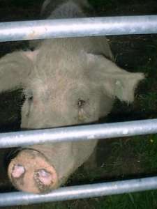 Norovirus - Cruise Ship - Contaminated Water - Pig - Vera