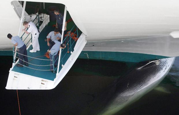 Cruise Ship Strike - Dead Whale - Speed Limit