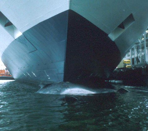 Cruise Ship - Whale Strike - Speed Limit