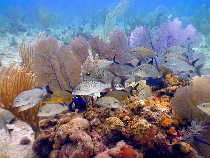 Cayman Islands Reefs