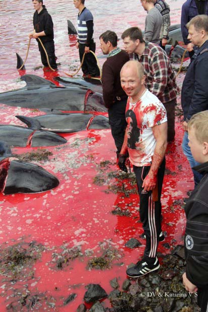 Faroe Islands Whale Slaughter 