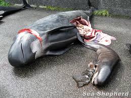 Faroe Islands Whale Slaughter
