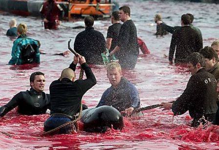 Faroe Islands Whale Slaughter