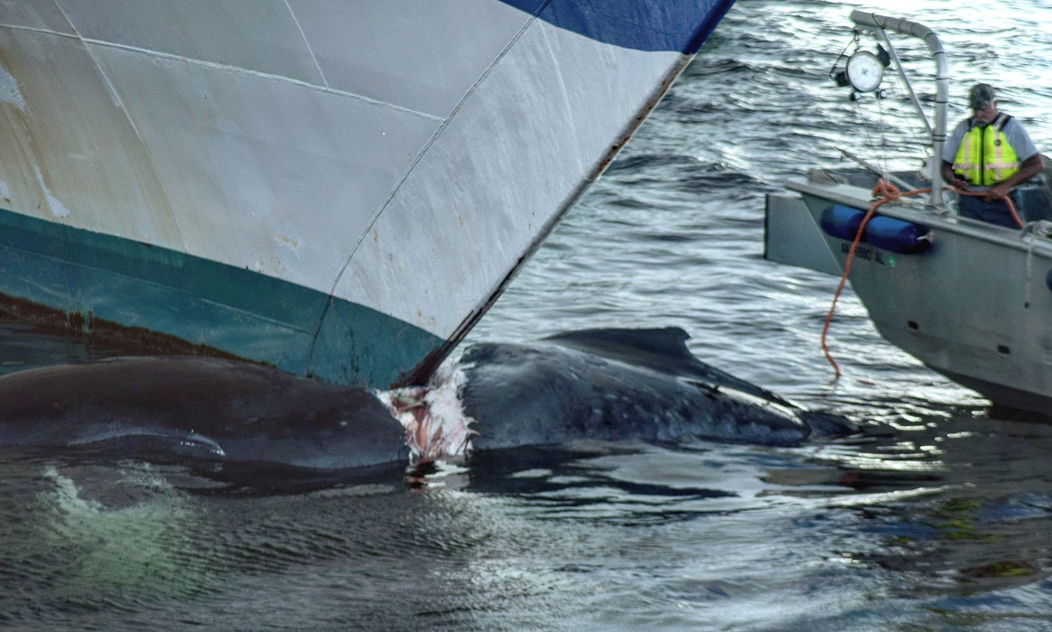 Grand Princess Whale Strike